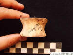 L_V20d5065 A16q80.2 R827 lR ta anterior view of vertebra.JPG L_V20d5065 A16q80.2 R827 lR ta anterior view of vertebra